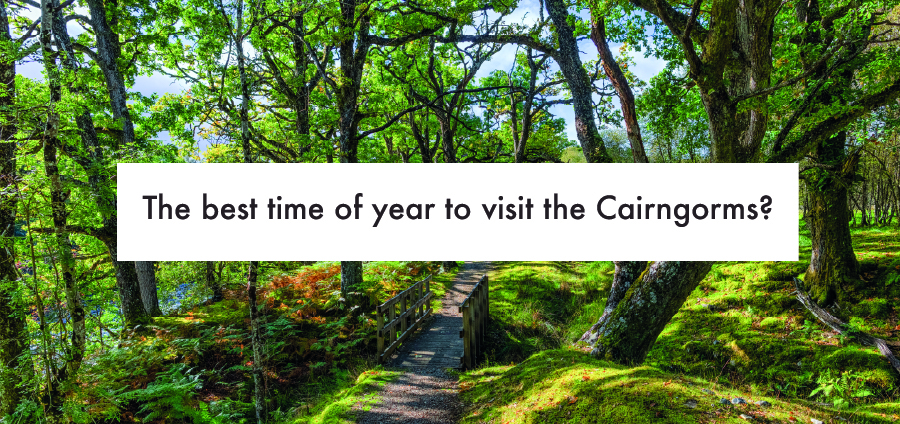 Photograph of a very green forest with a text banner reading: the best time of year to visit the Cairngorms
