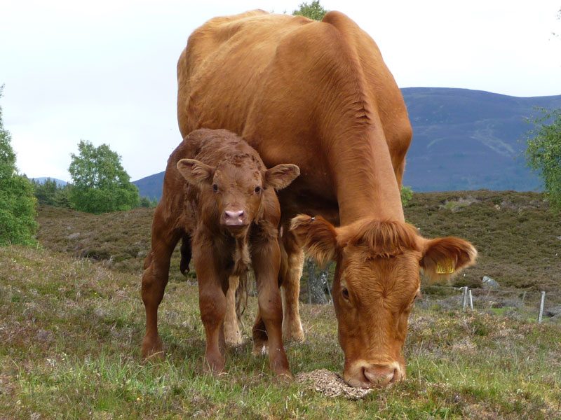 Mother-and-calf